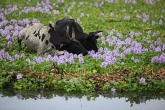 Zebu u Aleje baobabů