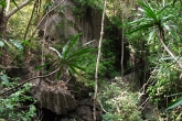 Tsingy de Bemaraha - Grand Tsingy
