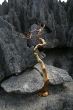 Tsingy de Bemaraha - Grand Tsingy