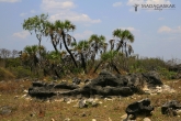 Tsingy de Bemaraha