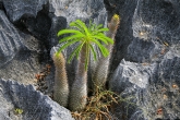 Tsingy de Bemaraha - Grand Tsingy - pachypodium