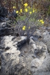 Tsingy de Bemaraha - Grand Tsingy - pachypodium