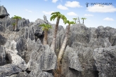 Tsingy de Bemaraha - Grand Tsingy - pachypodium