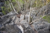 Tsingy de Bemaraha - pachypodia v část Petit Tsingy