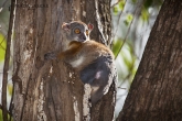 Tsingy de Bemaraha - Lemur drobný (Lepilemur ruficaudatus)