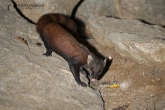 Tsingy de Bemaraha - Galídie proužkovaná (Galidia elegans)
