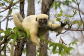 Tsingy de Bemaraha - Sifaka Deckenův (Propithecus deckenii)