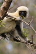 Tsingy de Bemaraha - Sifaka Deckenův (Propithecus deckenii)