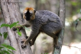 Tsingy de Bemaraha - Lemur rudočelý (Euilemur rufifrons)