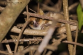 Tsingy de Bemaraha - Maki trpasličí (Microcebus murinus)