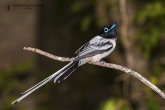 Tsingy de Bemaraha - Lejskovec madagaskarský - sameček (Terpsiphone madagascariensis)