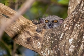 Tsingy de Bemaraha - Lemur drobný (Lepilemur ruficaudatus)