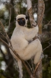 Tsingy de Bemaraha - Sifaka Deckenův (Propithecus deckenii)