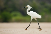 Řeka Tsiribihina - volavka madagaskarská (Egretta dimorpha)