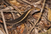 Řeka Tsiribihina - ještěrkovec (Zonosaurus laticaudatus)