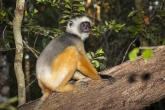 Sifaka velký (Propithecus diadema), rezervace Analamazaotra (národní park Andasibe-Mantadia)
