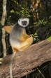 Sifaka velký (Propithecus diadema), rezervace Analamazaotra (národní park Andasibe-Mantadia)