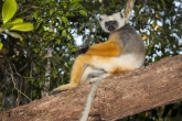 Sifaka velký (Propithecus diadema), rezervace Analamazaotra (národní park Andasibe-Mantadia)