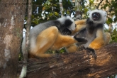 Sifaka velký (Propithecus diadema), rezervace Analamazaotra (národní park Andasibe-Mantadia)