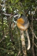 Sifaka velký (Propithecus diadema), rezervace Analamazaotra (národní park Andasibe-Mantadia)