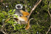 Sifaka velký (Propithecus diadema), rezervace Analamazaotra (národní park Andasibe-Mantadia)