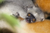 Sifaka velký (Propithecus diadema), rezervace Analamazaotra (národní park Andasibe-Mantadia)