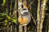 Sifaka velký (Propithecus diadema), rezervace Analamazaotra (národní park Andasibe-Mantadia)