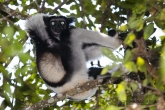 Indri (Indri indri), rezervace Analamazaotra (národní park Andasibe-Mantadia)