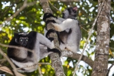 Indri (Indri indri), rezervace Analamazaotra (národní park Andasibe-Mantadia)