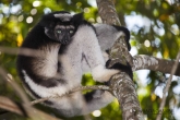 Indri (Indri indri), rezervace Analamazaotra (národní park Andasibe-Mantadia)