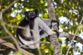 Indri (Indri indri), rezervace Analamazaotra (národní park Andasibe-Mantadia)