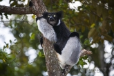 Indri (Indri indri), rezervace Analamazaotra (národní park Andasibe-Mantadia)