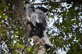 Indri (Indri indri), rezervace Analamazaotra (národní park Andasibe-Mantadia)