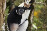 Indri (Indri indri), rezervace Analamazaotra (národní park Andasibe-Mantadia)