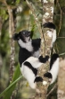 Indri (Indri indri), rezervace Analamazaotra (národní park Andasibe-Mantadia)