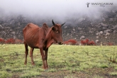 Zebu, národní park Andringitra