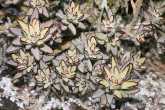 Kalanchoe tomentosa, národní park Andringitra
