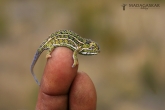 Chameleon třípruhý (Furcifer campani), národní park Andringitra