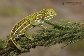 Chameleon třípruhý (Furcifer campani), národní park Andringitra