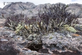 Xerophyta dasylirioides, národní park Andringitra