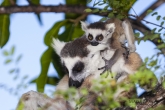 Lemur kata (Lemur catta), rezervace Anja