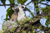 Lemur kata (Lemur catta), rezervace Anja