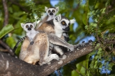 Lemur kata (Lemur catta), rezervace Anja