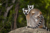 Lemur kata (Lemur catta), rezervace Anja