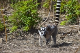 Lemur kata (Lemur catta), rezervace Anja