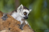 Lemur kata