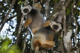 Sifaka velký (Propithecus diadema), národní park Mantadia