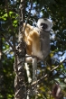 Sifaka velký (Propithecus diadema), národní park Mantadia