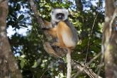 Sifaka velký (Propithecus diadema), národní park Mantadia