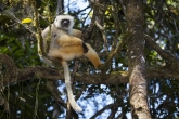 Sifaka velký (Propithecus diadema), národní park Mantadia